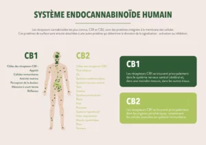 systeme endocannabinoide