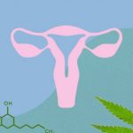 représentation d'un utérus pour illustré l'article cbd et endometriose